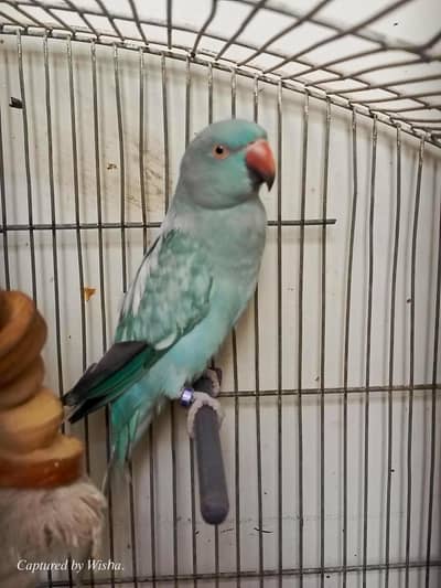 Blue Ringneck Female