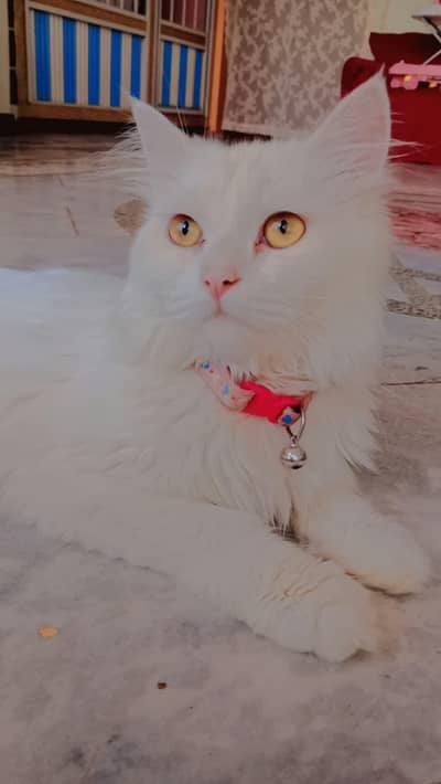 Persian cat for sale 03485378292