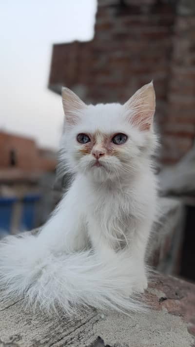 Triple Cotted Persian Female (Urgent Sale)