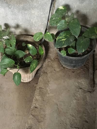 Aloe Vera and money plant for sale due to house shifting