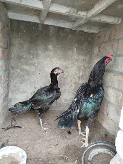 Aseel full Active pair