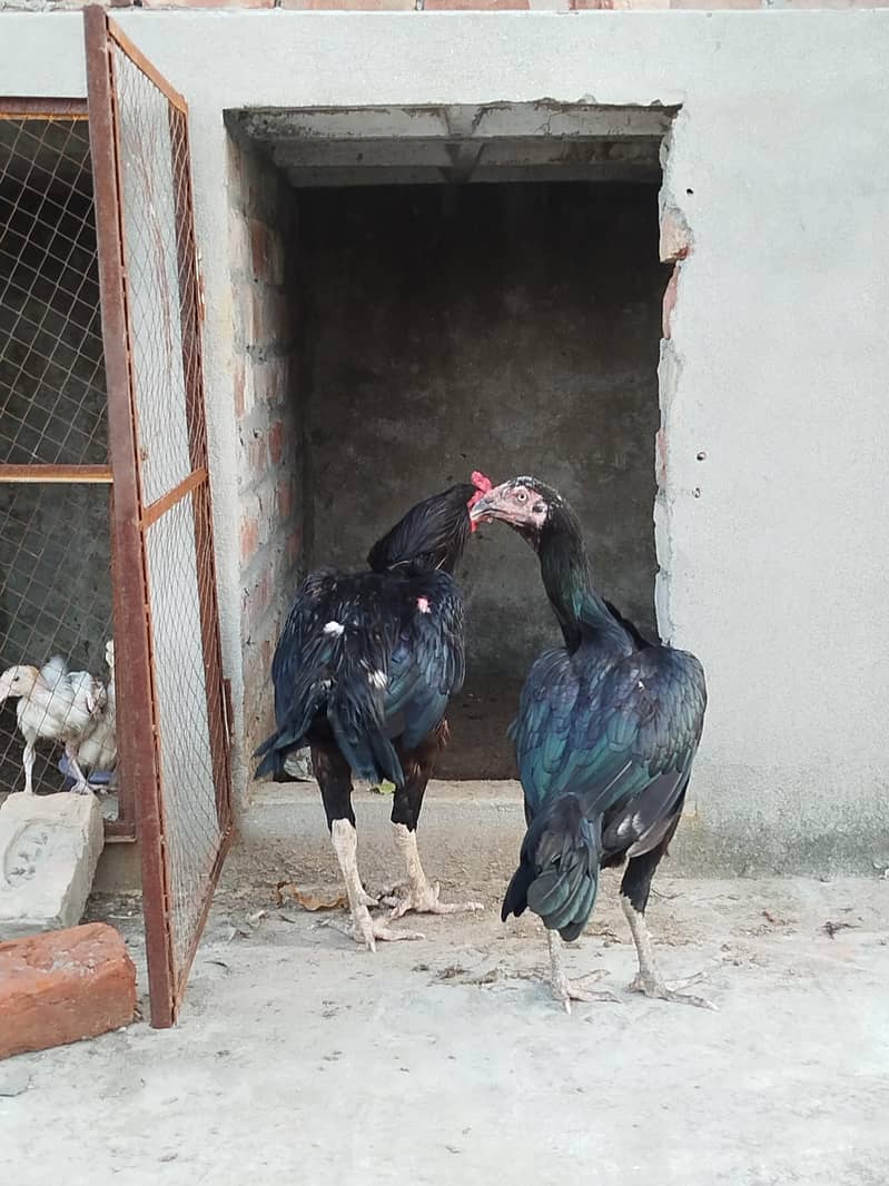 Aseel full Active pair 1