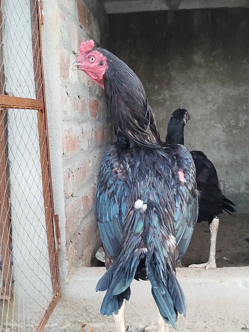 Aseel full Active pair 2