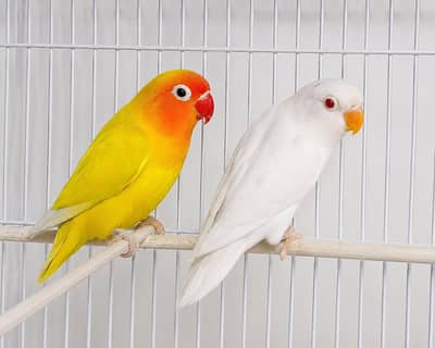 Lovebirds and Budgies For Sale