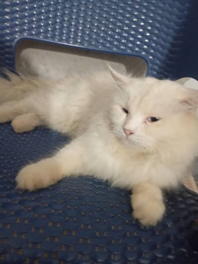 Persian
