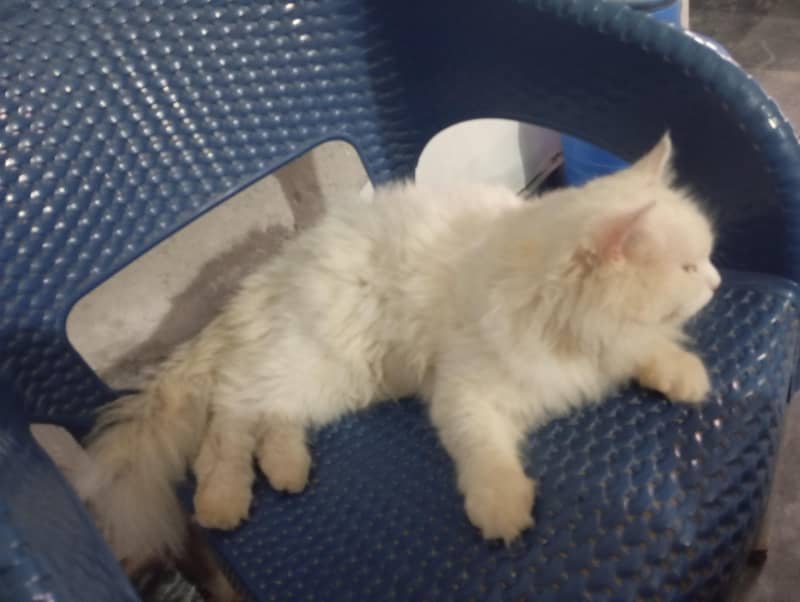Persian 1