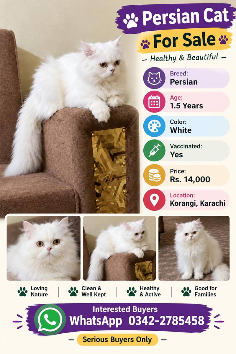 Persian Cat 0