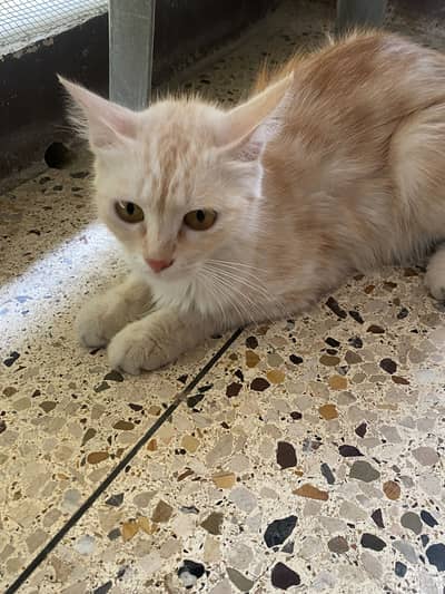 Cute Fluffy female Kitten
