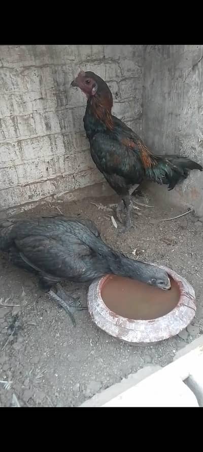 Thai dragon chickeks 03014237451 call me