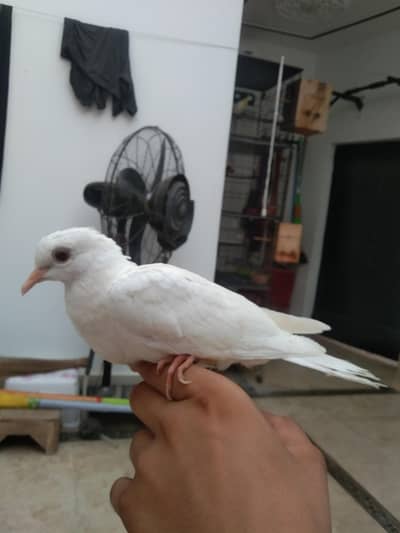 Hand Tamed White Dove Baby