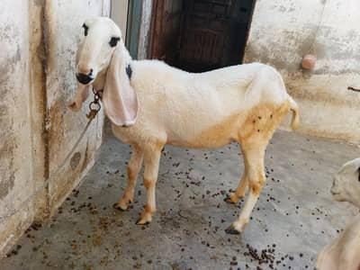 Kajla Family for Sale