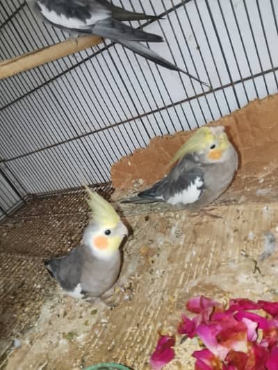 Gray cocktail adult fresh 1 pier and 1 charcoal male big size