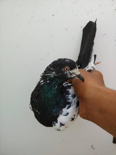 Rampuri male for sale.