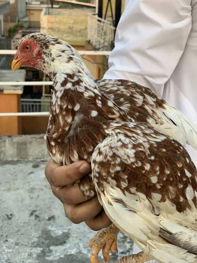 Pair & One Female For Sale