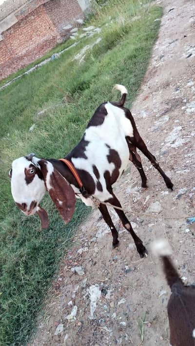 gots for sale (Bakriya)