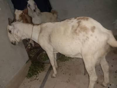 Teddy Goat with 2 nauchi females