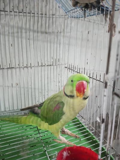 bolne wla parrots sell