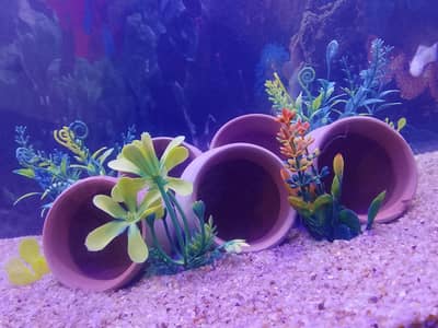 Aquarium with accessories, fishes and automatic heater