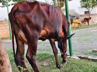 cow for sale