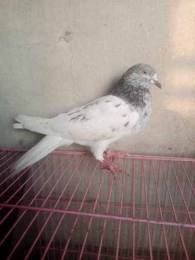 Teddy golden cross female pigeon