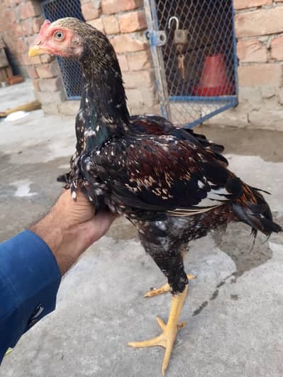 pure aseel jawa patha mushki madi chicks 03175088407