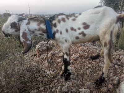 7 month kheera bakra for sale best for qurbani 2027