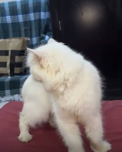 Persian male cat