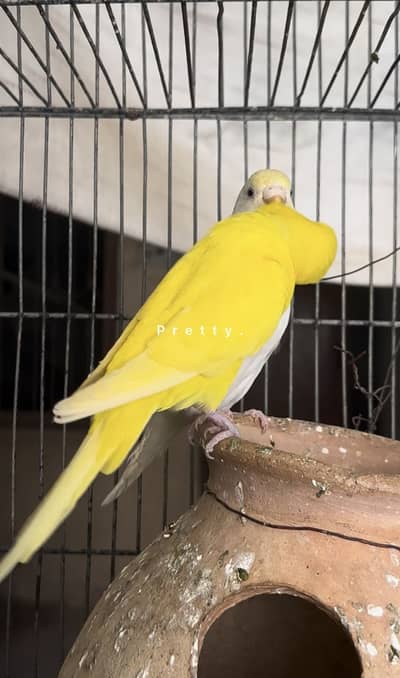 Litino Budgie Breeder Pair Black Eye