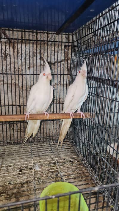 cocktail adult pair