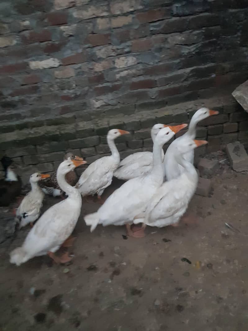 duck big 0