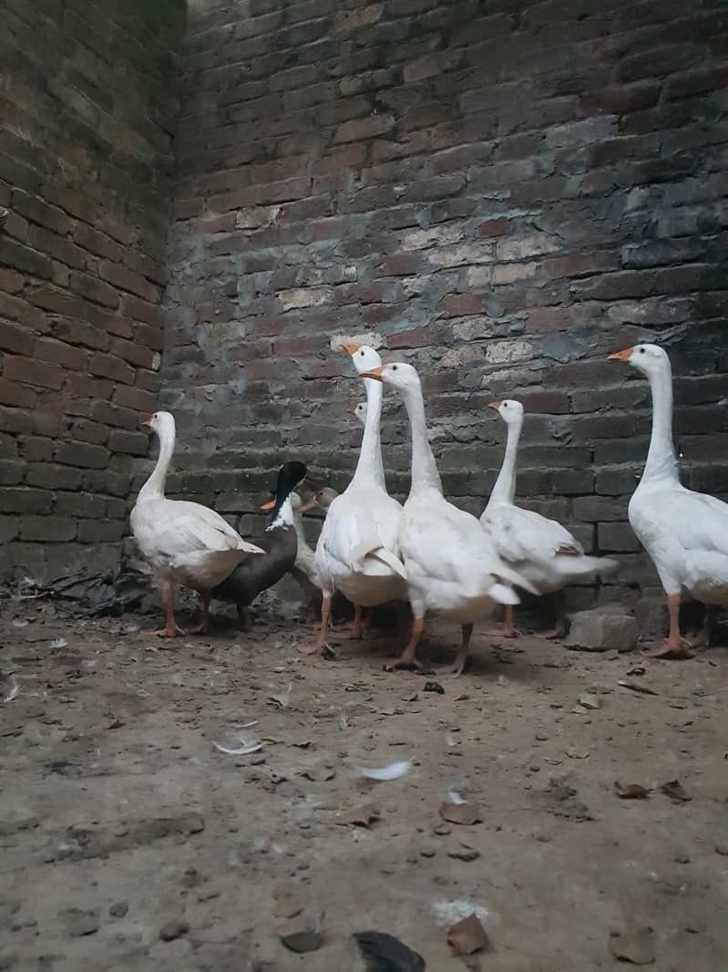 duck big 1
