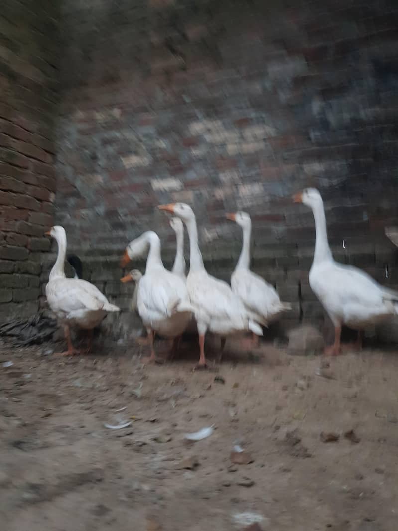 duck big 2