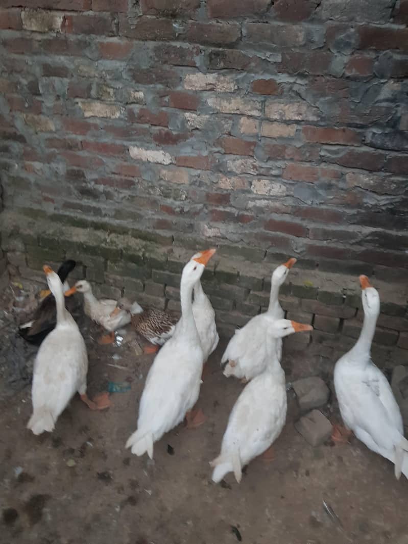 duck big 3