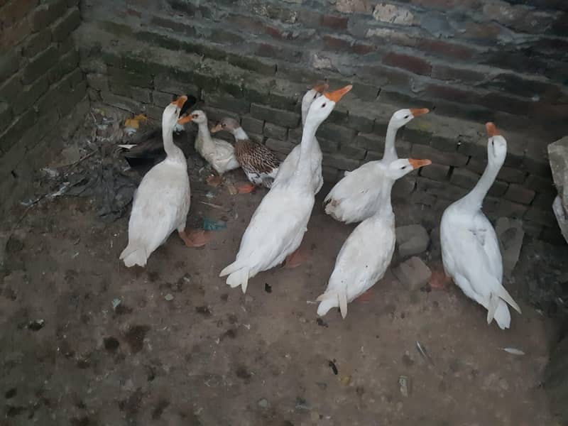 duck big 4