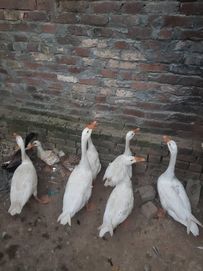 duck big 5