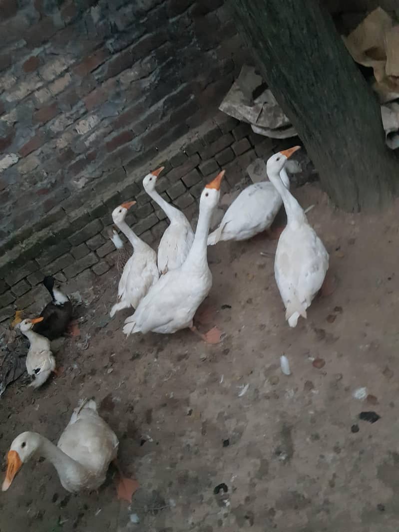 duck big 6