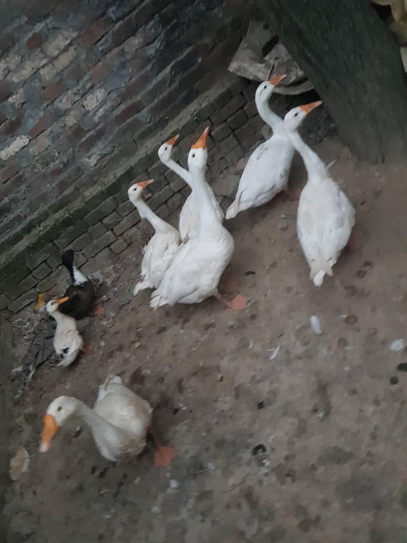 duck big 7