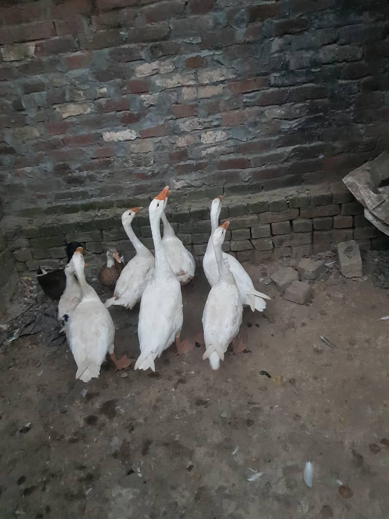 duck big 8