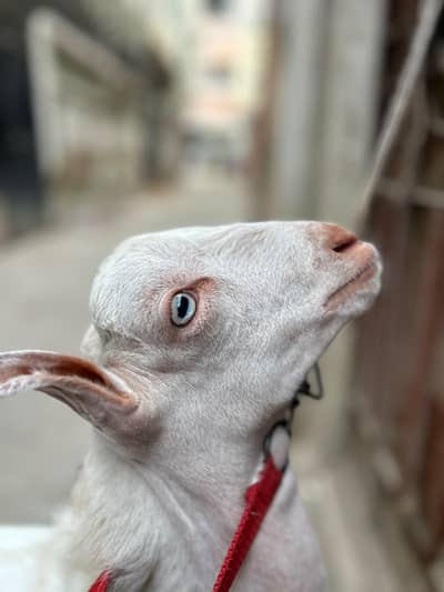 Pure Gulabi Teddy Bakra | Breeder Quality | Bakra | Gulabi Bakra |