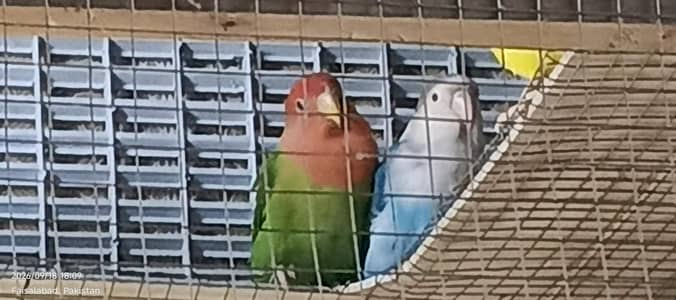 lovebirds Latino, parBlue, Green opline, Albino, peaceface, All types
