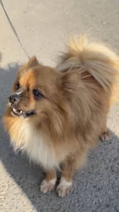Teacup Pomeranian Male show Quality