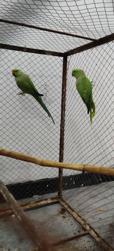 Ring nack breeder 1 pair or sath 1 male for sale