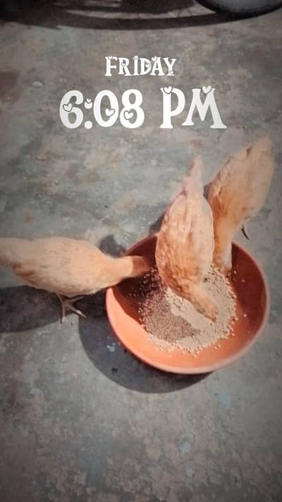 Desi pathia
