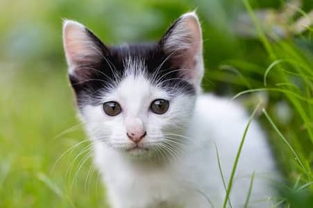 Cat for sale