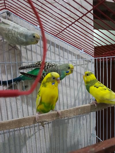 Budgies For Sale