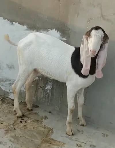 gulabi mundi 8 month female tapra munda 5 month male