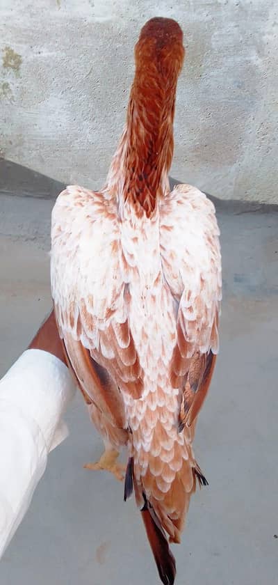 Mashallah Mianwali Old Blood Line Aseel Female Available