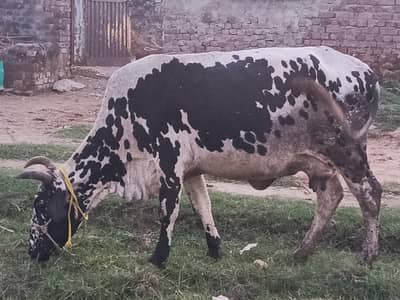 cow for sale beautiful