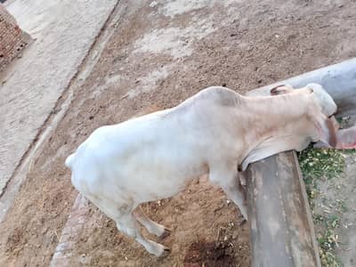 bachra