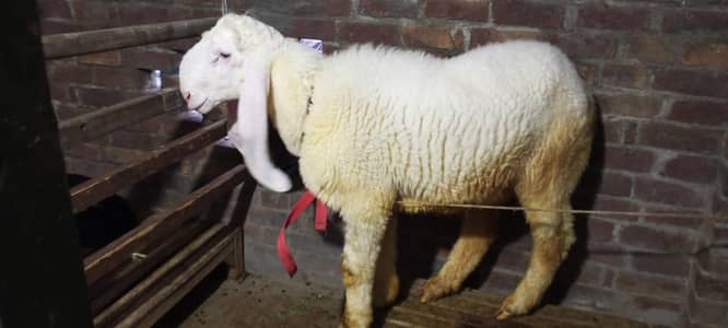 bakra for sale